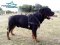 *Heimy Presents Superior Leather Rottweiler Harness from FDT