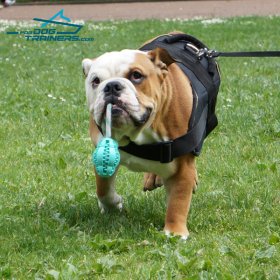 *Junior in Nylon English Bulldog Harness for Walking, Tracking & Training