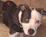 *Missy looks cute wearing Designed to fit Pitbull - H6 All Weather dog harness for tracking / pulling