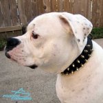 Spiked Leather American Bulldog Collar Matches *Mara Perfectly