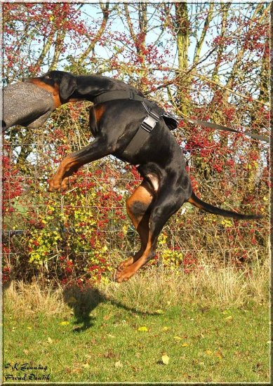 Nylon dog harness for training / tracking / walking Designed to fit Doberman - H6-1