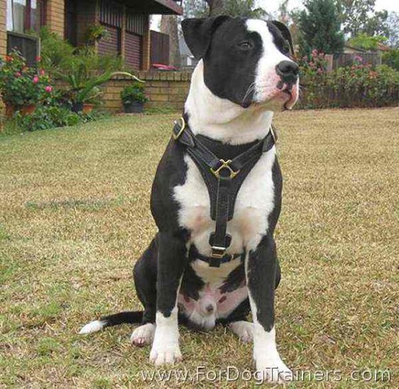 Great looking *Tyson wearing our handcrafted leather dog harness for Pitbulls