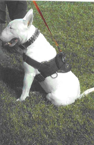 All Weather dog harness for tracking / pulling Designed to fit Bull Terrier- H6_1