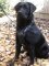 *Harley Looks Superb in Padded Leather Harness for Labrador