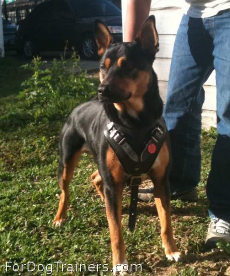 Smart dog in Agitation / Protection / Attack Leather Dog Harness