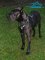 *Trigger Engoys Wearing Padded Leather Great Dane Harness