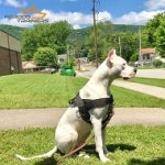 Best Nylon Dog Harness for Pulling, Tracking, Training and SAR