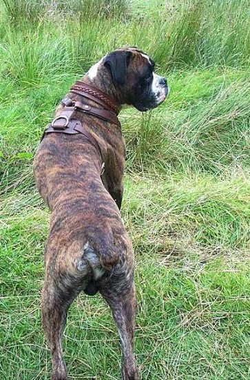 Agitation Adjustable Leather Canine Harness Presented by Boxer *Archie