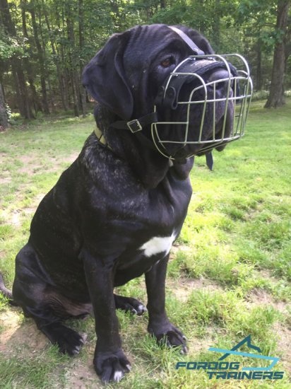*Fang in His Wire Cage Bermastiff Muzzle with Soft Felt Padding