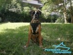 *Ayden Boxer Wearing Perfect for Training Working Dog Harness