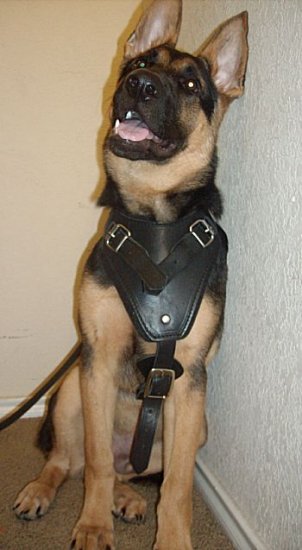 Bruce wears Best Harness for Large Dogs - German Shepherd Leather Harness