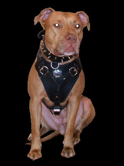 Soft Felt Padded Leather Pitbull Dog Harness for Training
