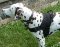 *Marcus Dalmatian looks Happy in his new All Weather Nylon dog harness for tracking / walking - H6_1