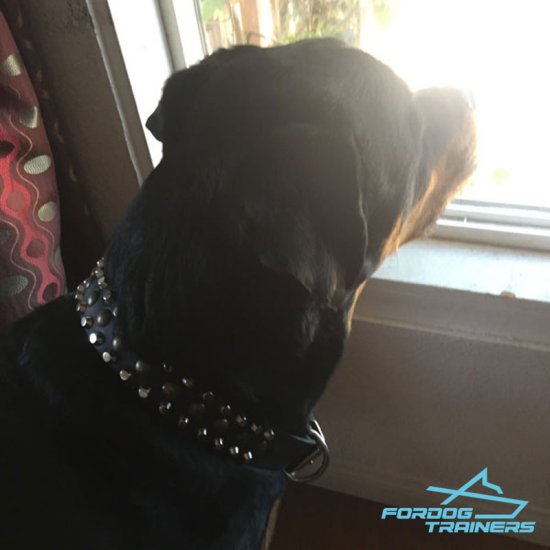 *Milo Rottweiler in Fashionable Leather Dog Collar with Pyramids and Studs