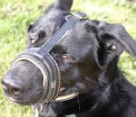 Beautiful Shepherd/Malinois cross is super stylish in Royal Nappa Leather Dog Muzzle - product code M88_1
