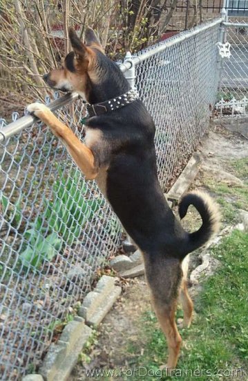 *Smokey looks fantastic wearing 3 Rows Leather Spiked Dog Collar on - S44