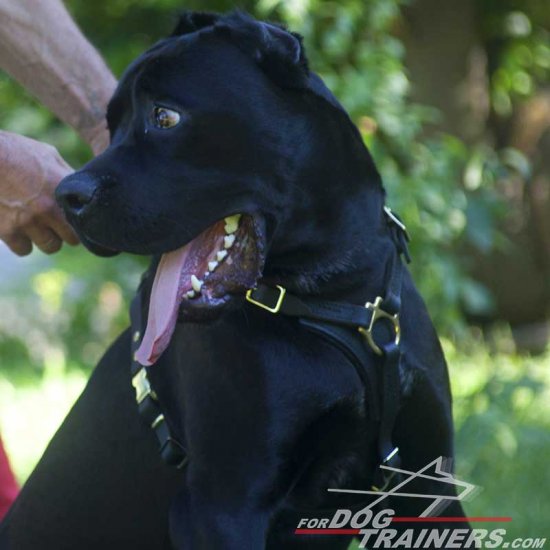 Tracking, Walking and Training Leather Cane Corso Harness