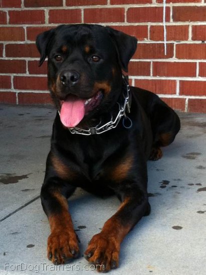 *Rambo is the happiest dog with new *Dog Prong Collar of Stainless Steel - (3.99mm) ( Made in Germany )