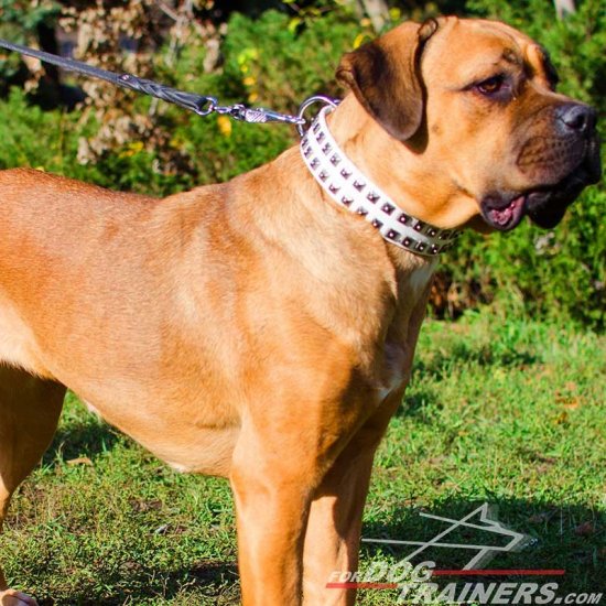 White Leather Cane Corso Collar with Old Nickel Square Studs for Daily Walking - NEW OFFER