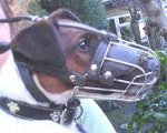 Gorgeous *Bodie wearing our Wire Basket Dog Muzzles Size Chart - M4light