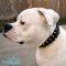 Spiked Leather American Bulldog Collar Matches *Mara Perfectly