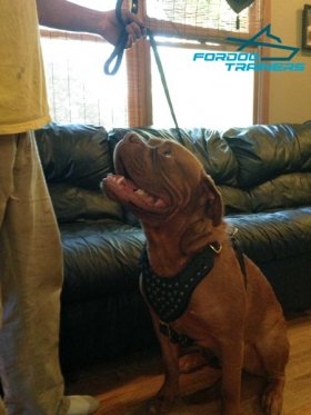 Gorgeous Dogue de Bordeaux Wearing Studded Leather Dog Harness