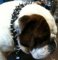 *Bruce has pleasant look in 20%Discount - 3 Rows Leather Spiked and Studded Dog Collar -S55