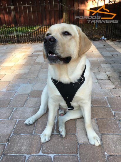 *Boomer in Exclusive Leather Dog Harness for Labrador Comfortable Training