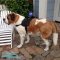 *Luca Enjoys Wearing Nylon Saint Bernard Dog Tracking Harness