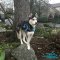 *Ryker Sporting his Universal Nylon Harness for Siberian Husky