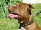 Designer Leather Pitbull Collar with Fashionable Studs