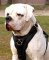 Exclusive Luxury Handcrafted Padded Leather Dog Harness Perfect for your American Bulldog