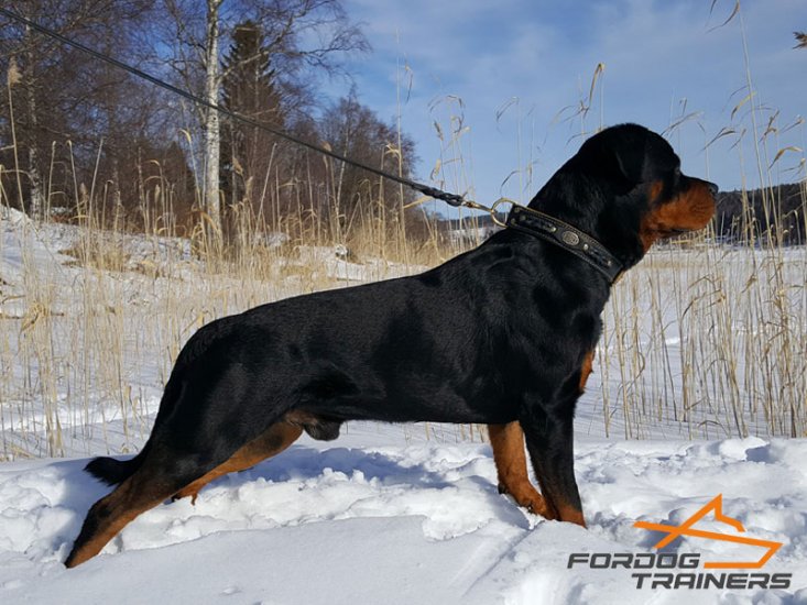*Milo Looks Perfect in Braided Leather Rottweiler Collar