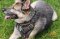 *Roxy in Leather German Shepherd Harness for Walking and Training