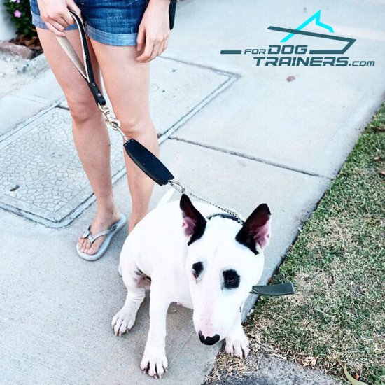 Bull Terrier Wearing Leather Short Dog Lead Pull Tab