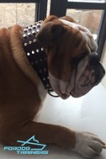 Studded Leather Dog Collar - Perfect Gear for English Bulldog