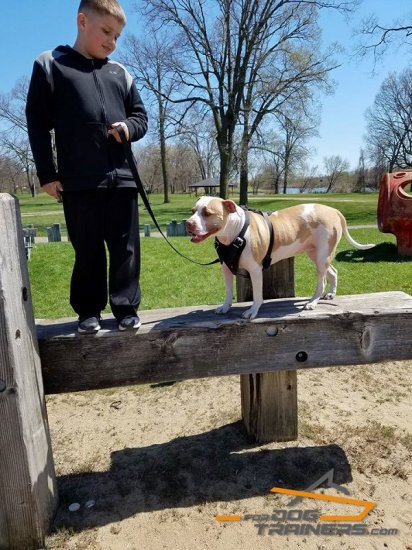 Pitty Presents Perfect for Large Breeds Leather Pitbull Harness for Agitation Training