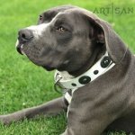 *Marley Presenting Amazing White Leather Dog Collar for Stylish Walking