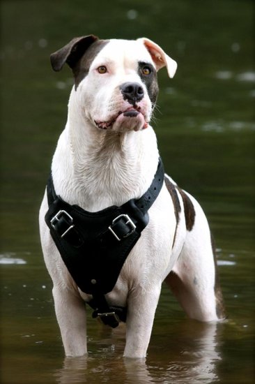 Protection Training Leather Dog Harness For Your American Bulldog