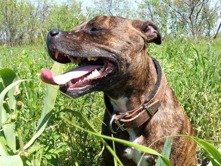 *Noel wearing our exclusive Leather dog collar - c4