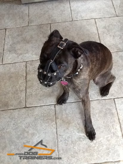 *Bolt in Leather French Bulldog Muzzle for Everyday Use