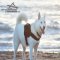 *Aika Shows Well Fitting Adjustable Nylon Pulling Harness for Siberian Husky