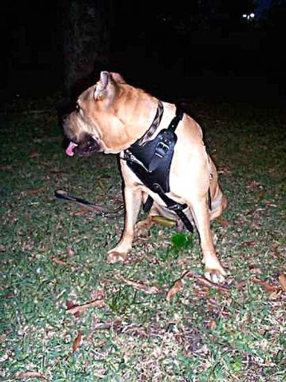 Agitation / Protection / Attack Leather Dog Harness Perfect For Your Bullmastiff H1