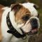 English Bulldog *Dash is Incredible in FDT Artisan Adorned with Stars Leather Dog Collar