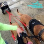 Powerful *Buddy Pulls in Durable Nylon Mastiff Pulling Harness