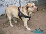*Duke Presents Multifunctional Nylon Dog Harness for Daily Use