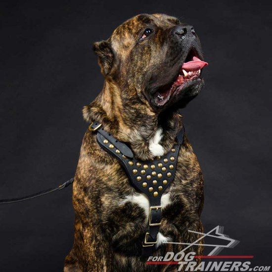 Cane Corso Adjustable Leather Dog Harness with Studs for Walking and Training