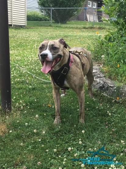 *Zara Looks Amazing in Attack Training Leather Dog Harness for Pitbulls