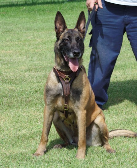 Tracking dog harness made of leather And Created To Fit Malinois H3