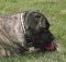 *Brandy Mastiff looks Great with Leather Dog Collar on - Special25plates